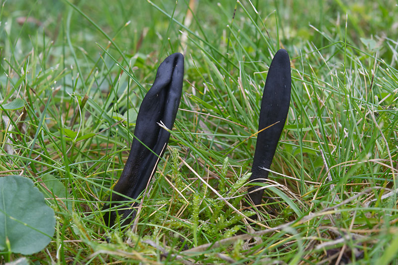 Geoglossum cookeianum